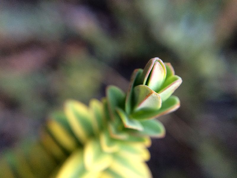 photo 2015 05 - macro 04_zpsj30dp1pi.jpg