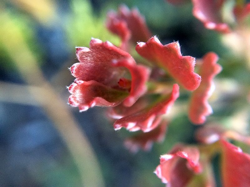 photo 2015 05 - macro 05_zpskimcubjc.jpg