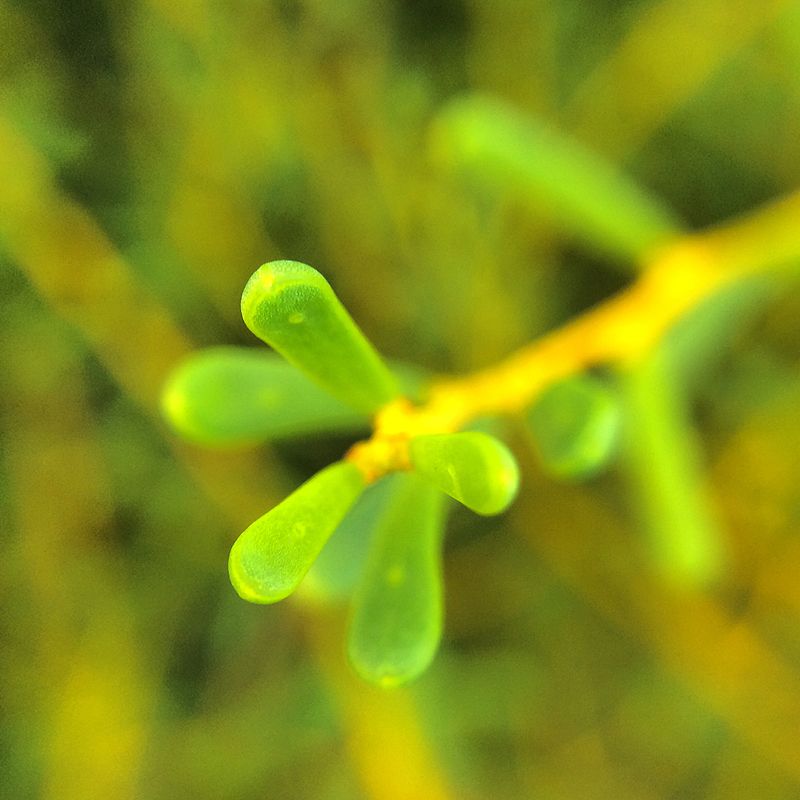 photo 2015 05 - macro 07_zpssyjk6re0.jpg