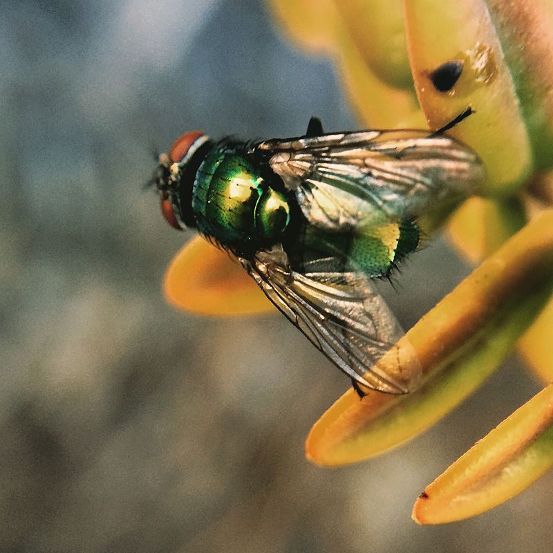 photo 2015 05 - macro 08_zpsgemou1vx.jpg
