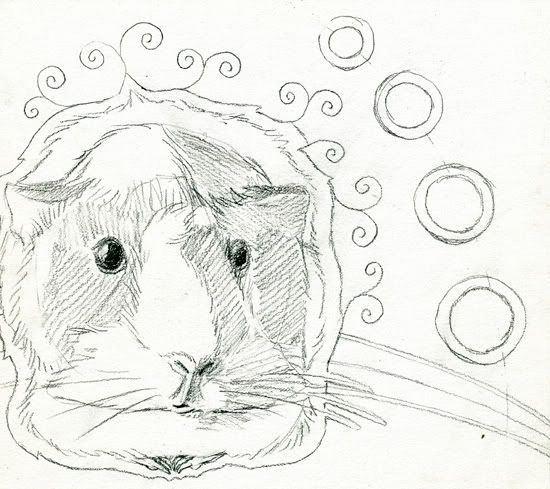 Guinea Pig Sketches