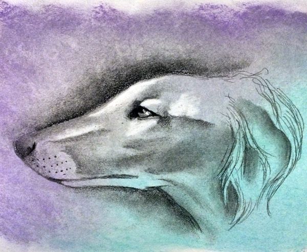 photo original art - sketch - sighthound 600x_zpsqimkhoz2.jpg