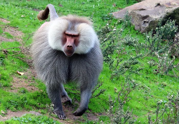 photo 2017 - 0501 - zoo gibbon 01_zpsvxsshada.jpg