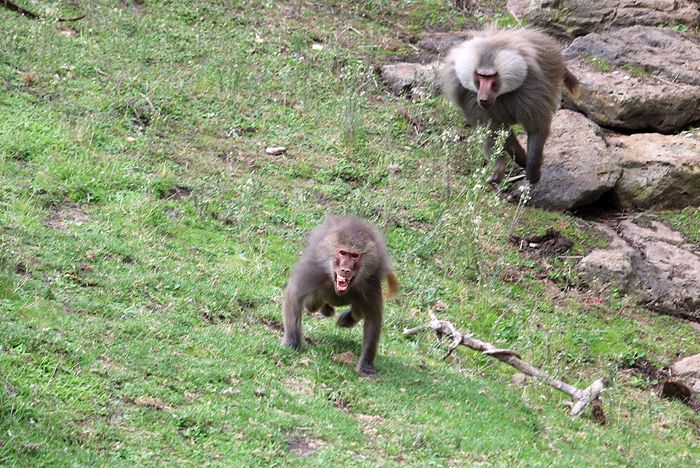 photo 2017 - 0501 - zoo gibbon 02_zpsqv2bm3wq.jpg