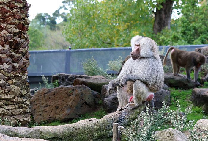photo 2017 - 0501 - zoo gibbon 03_zpswv2g5mxf.jpg