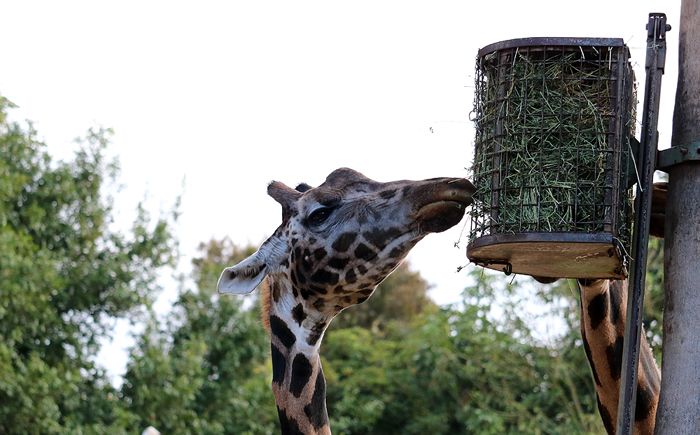 photo 2017 - 0501 - zoo giraffe 01_zpsrrp8caxf.jpg