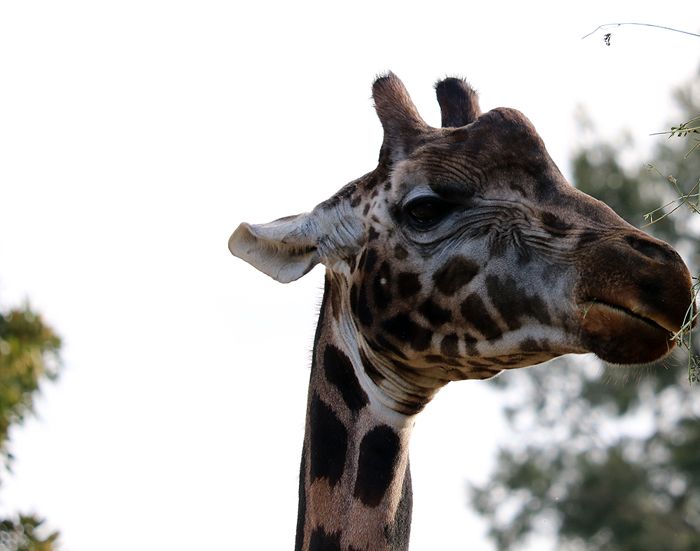photo 2017 - 0501 - zoo giraffe 02_zpsprodmf4h.jpg