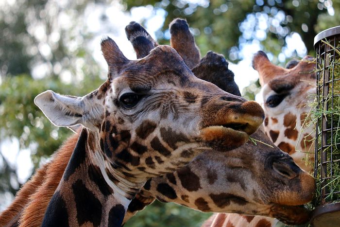 photo 2017 - 0501 - zoo giraffe 03_zpszusffedn.jpg