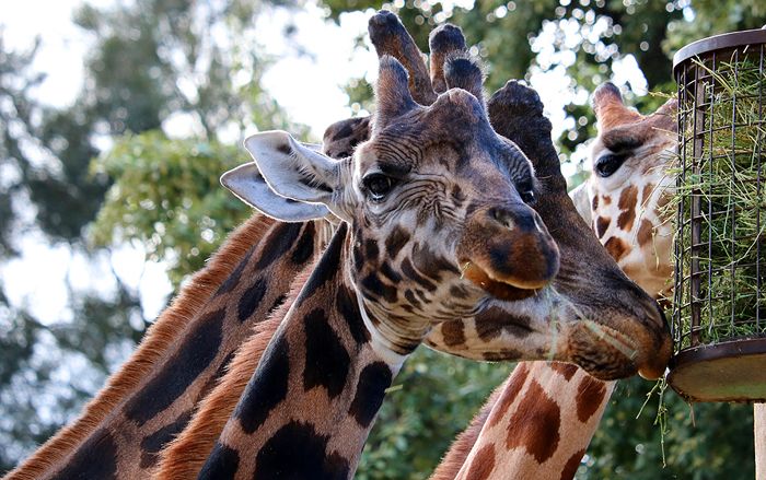 photo 2017 - 0501 - zoo giraffe 04_zpse4varmw8.jpg