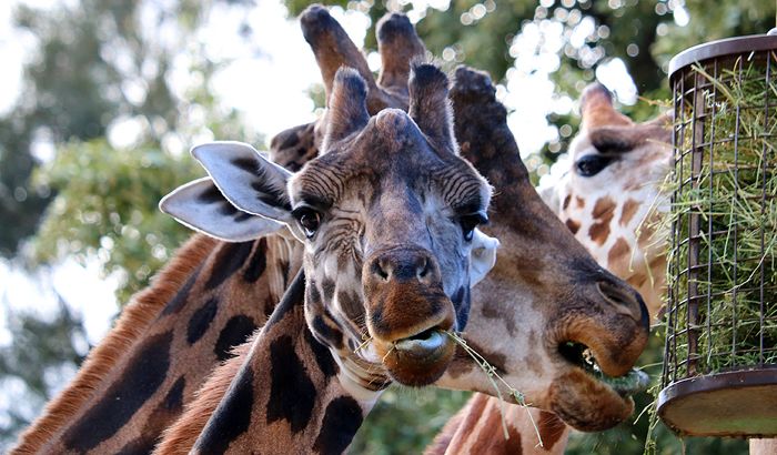 photo 2017 - 0501 - zoo giraffe 05_zpsj4ev6j0n.jpg