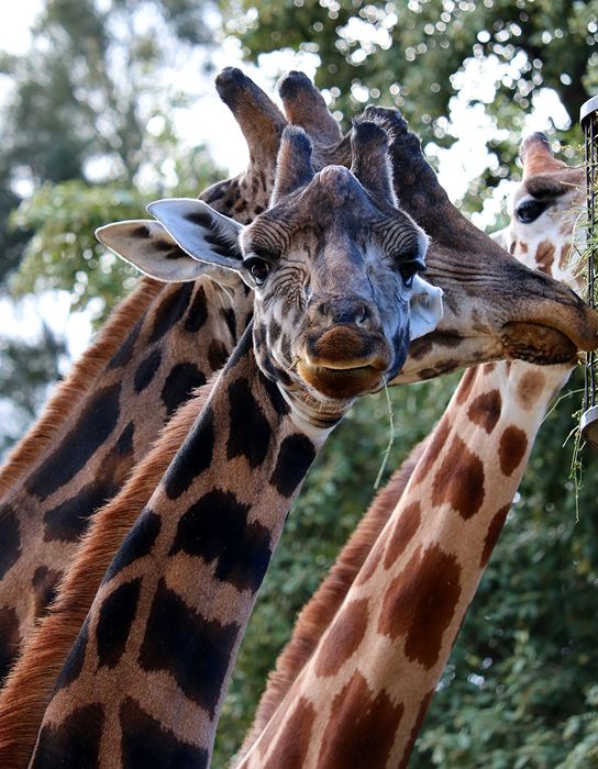 photo 2017 - 0501 - zoo giraffe 06_zpsexxsguen.jpg