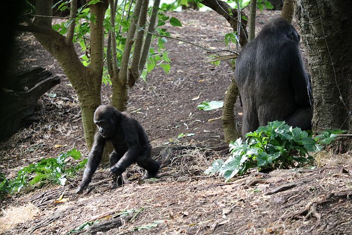 photo 2017 - 0501 - zoo gorilla 01_zps6mvncfsm.jpg
