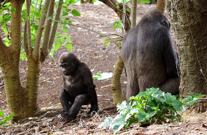 photo 2017 - 0501 - zoo gorilla 02_zpsjm4vnphz.jpg