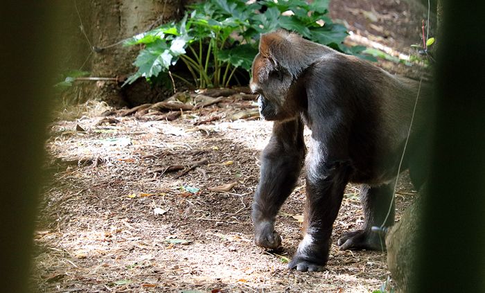 photo 2017 - 0501 - zoo gorilla 03_zps4mvzdbnu.jpg
