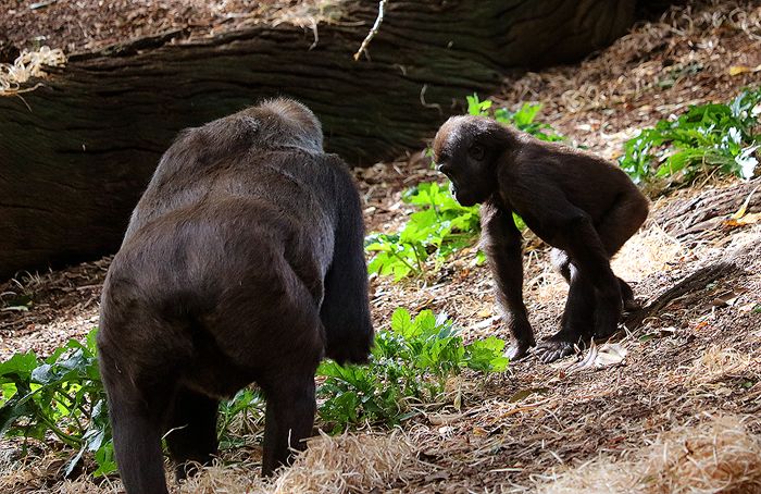 photo 2017 - 0501 - zoo gorilla 04_zpsc50sceox.jpg