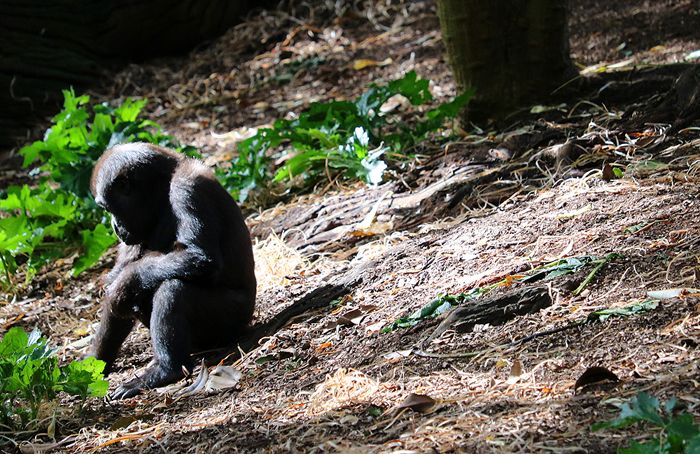 photo 2017 - 0501 - zoo gorilla 05_zps7iprrxkf.jpg