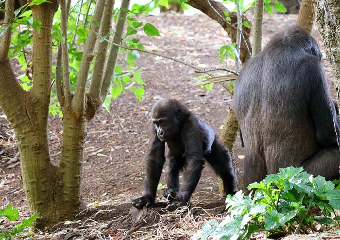 photo 2017 - 0501 - zoo gorilla 06_zpsxlhli2ud.jpg