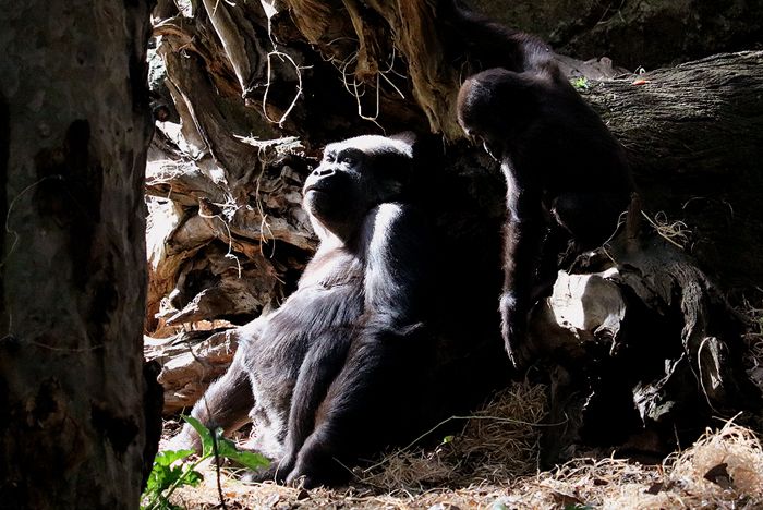 photo 2017 - 0501 - zoo gorilla 07_zpsjw33hagb.jpg