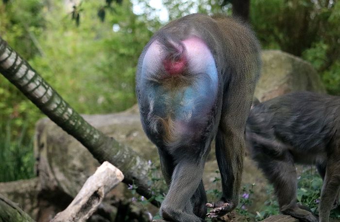 photo 2017 - 0501 - zoo mandrill 02_zpsnynqc3ph.jpg