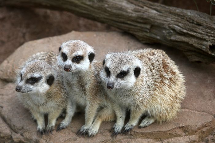 photo 2017 - 0501 - zoo meerkats 01_zpstcb9onu0.jpg