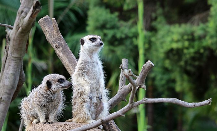 photo 2017 - 0501 - zoo meerkats 02_zps2t3f49xy.jpg