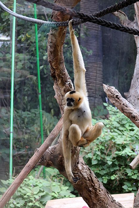 photo 2017 - 0501 - zoo northern white cheeked gibbon 01_zpsuoipmhh6.jpg