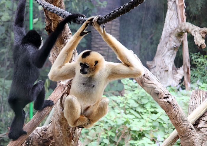 photo 2017 - 0501 - zoo northern white cheeked gibbon 02_zpsgdbchxht.jpg