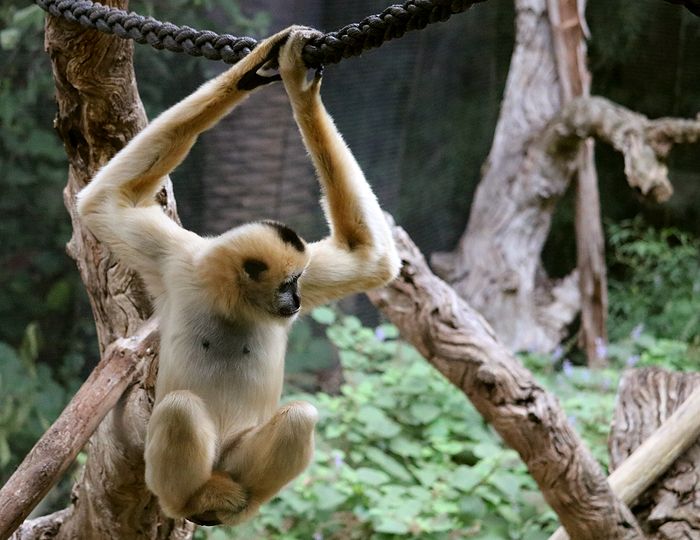 photo 2017 - 0501 - zoo northern white cheeked gibbon 03_zpsd1asfyl6.jpg