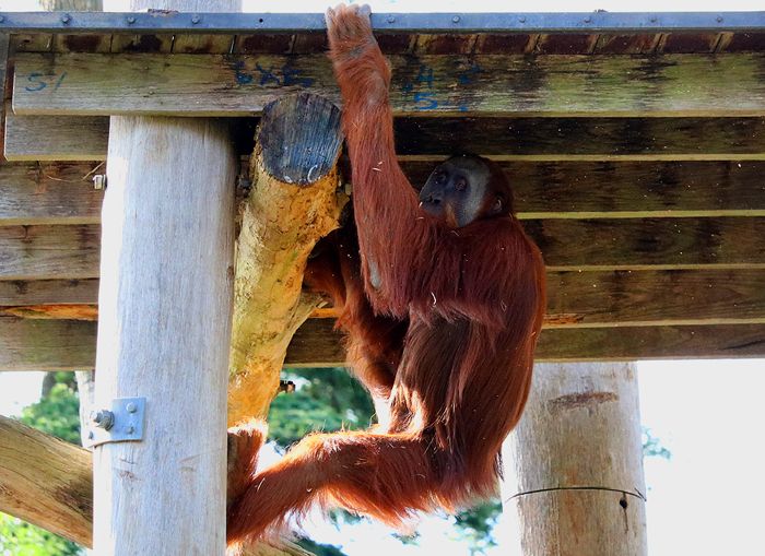 photo 2017 - 0501 - zoo orangutan 01_zpstowdd4nq.jpg