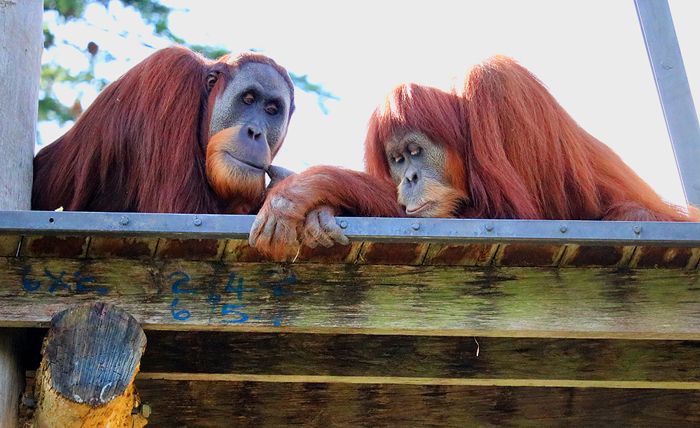 photo 2017 - 0501 - zoo orangutan 02_zpsjycbmetw.jpg
