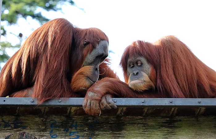 photo 2017 - 0501 - zoo orangutan 03_zpsy5mt9jx7.jpg