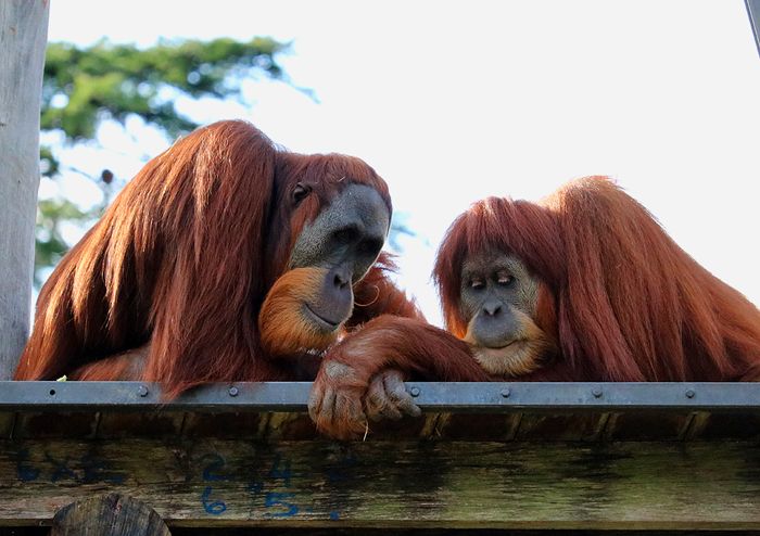 photo 2017 - 0501 - zoo orangutan 04_zpskgvwnmtl.jpg
