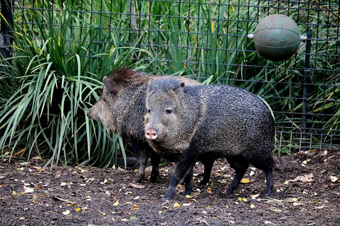 photo 2017 - 0501 - zoo peccary 01_zpsbmfpa77x.jpg