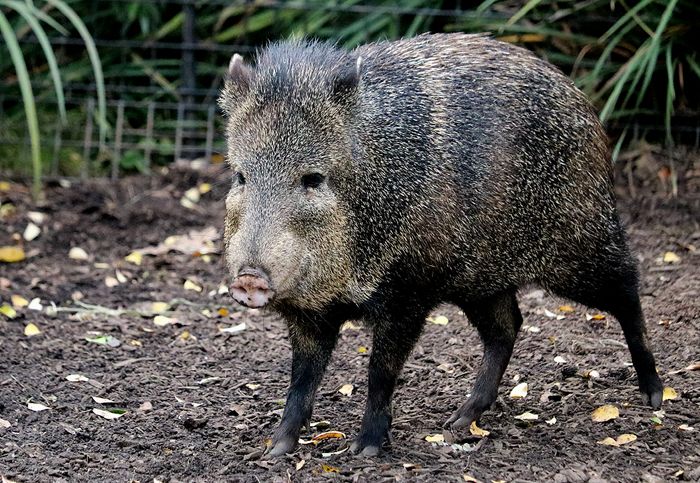 photo 2017 - 0501 - zoo peccary 02_zps8dfjjfv3.jpg
