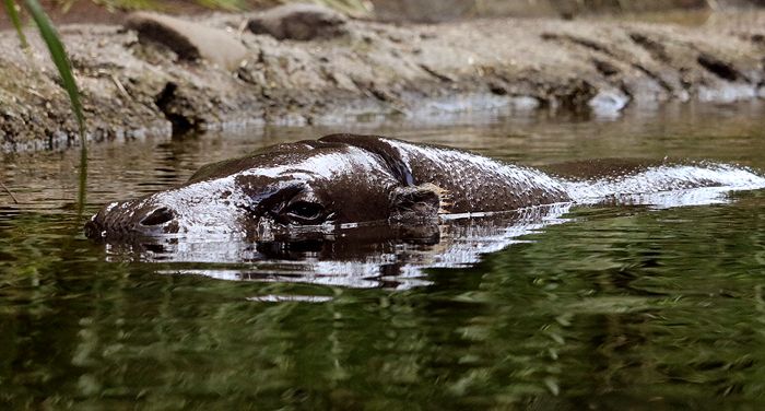 photo 2017 - 0501 - zoo pygmy hippopotamus 01_zpsa4egfuca.jpg