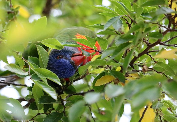photo 2017 - 0501 - zoo rainbow lorikeet 01_zpsq9m11qls.jpg