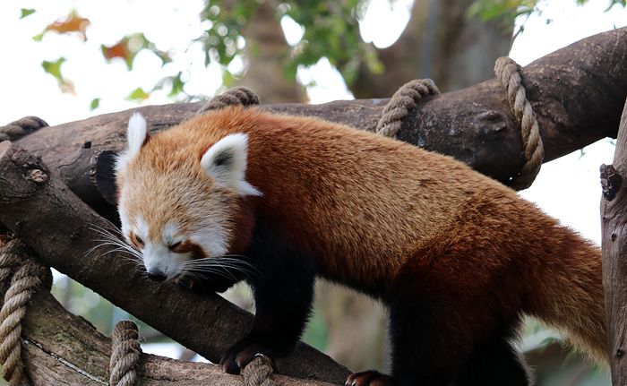 photo 2017 - 0501 - zoo red panda 01_zpsmhfv3nt1.jpg