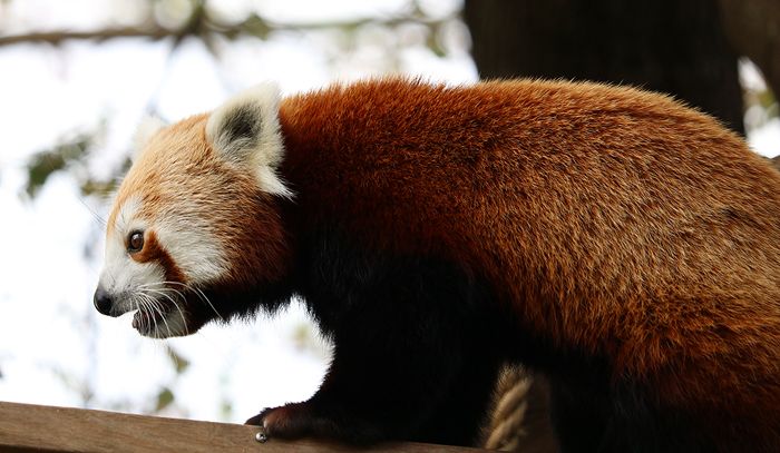 photo 2017 - 0501 - zoo red panda 02_zpsuyokmzls.jpg