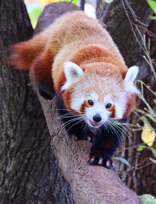 photo 2017 - 0501 - zoo red panda 03_zpsswo0gb08.jpg