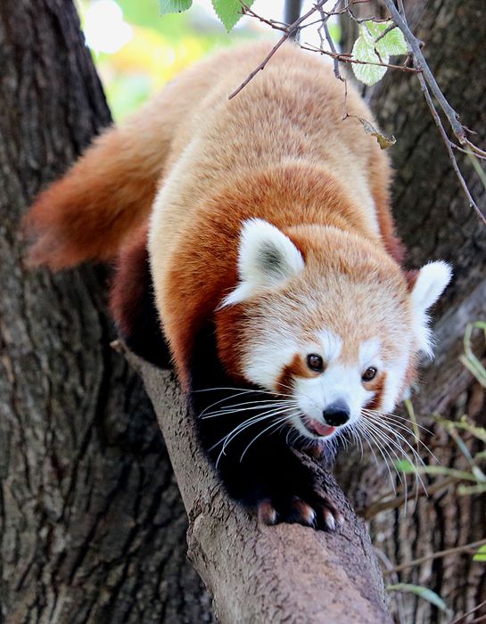 photo 2017 - 0501 - zoo red panda 04_zpsnhogpnku.jpg