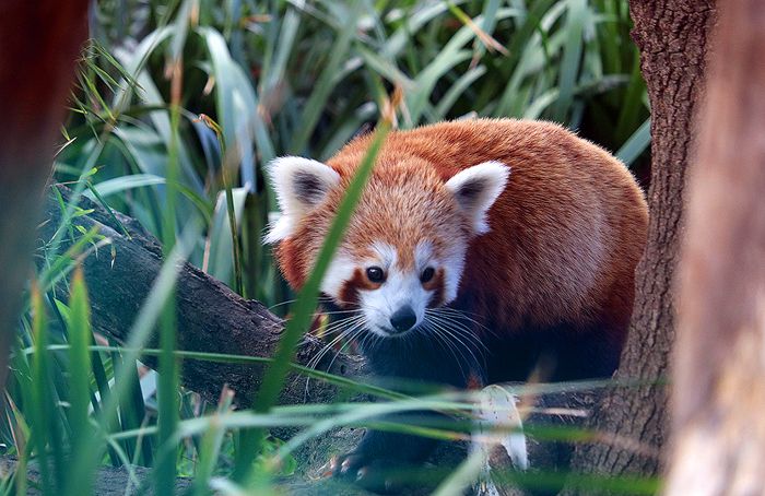 photo 2017 - 0501 - zoo red panda 05_zps9dieklsq.jpg