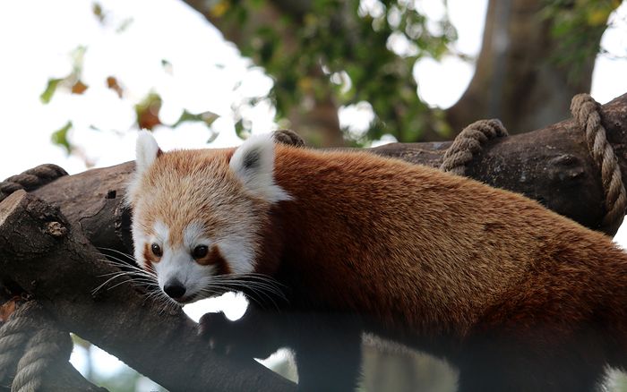 photo 2017 - 0501 - zoo red panda 06_zpsgow1x3gn.jpg