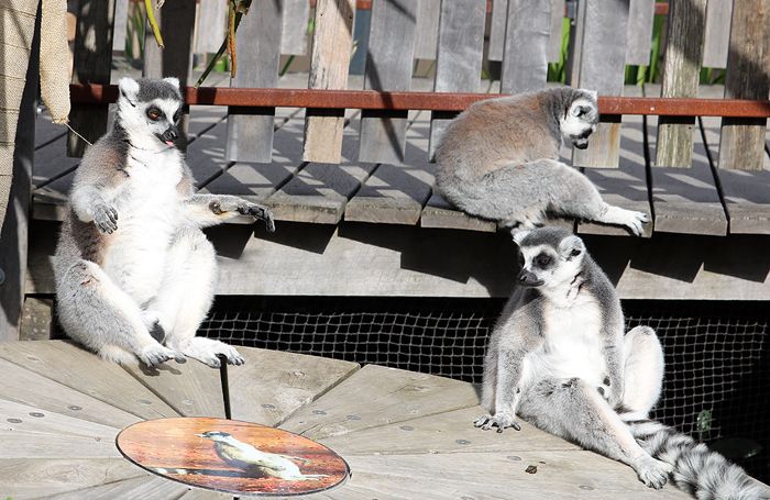 photo 2017 - 0501 - zoo ring tailed lemur 01_zpsabarku2f.jpg