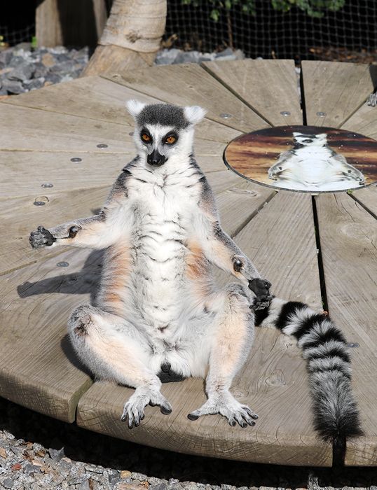 photo 2017 - 0501 - zoo ring tailed lemur 02_zpsqlkkgrcg.jpg