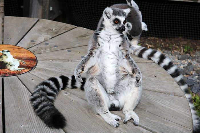 photo 2017 - 0501 - zoo ring tailed lemur 03_zps42eyohpy.jpg
