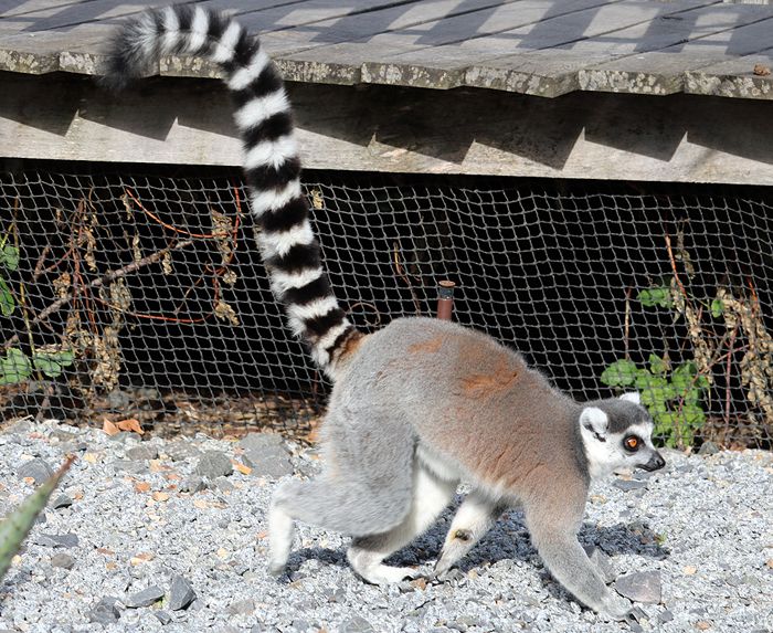 photo 2017 - 0501 - zoo ring tailed lemur 04_zpsjlryvbyv.jpg