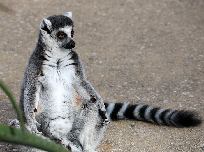 photo 2017 - 0501 - zoo ring tailed lemur 05_zpsg2hi61ti.jpg