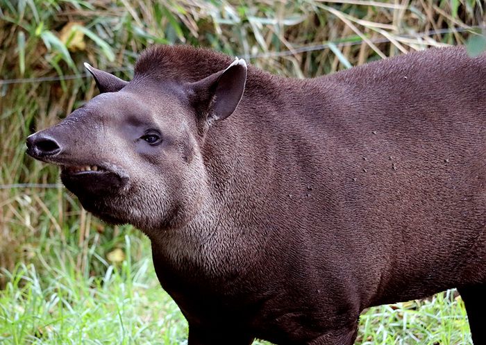 photo 2017 - 0501 - zoo tapir 01_zpsue9gqox5.jpg