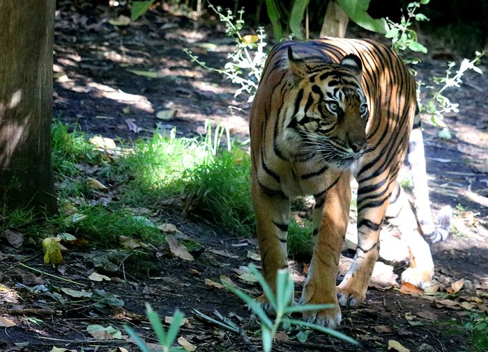 photo 2017 - 0501 - zoo tiger 01_zps8k2krs6y.jpg