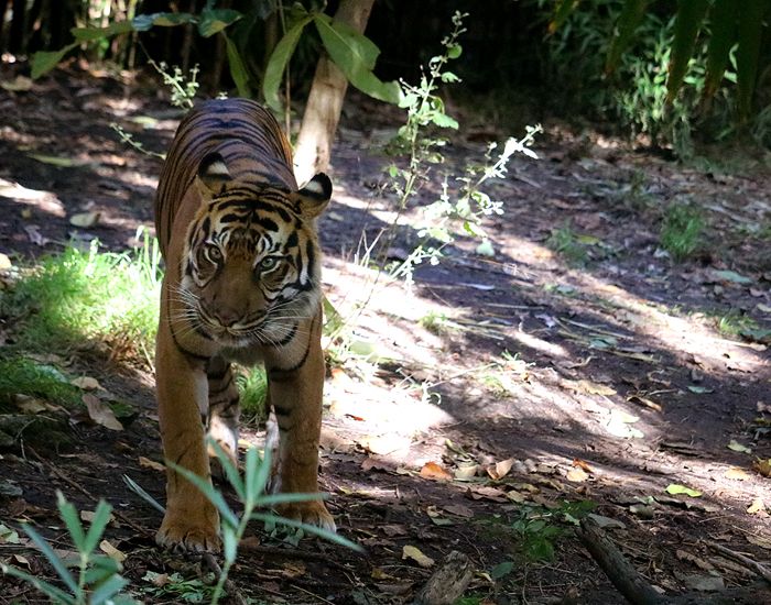 photo 2017 - 0501 - zoo tiger 03_zpsqmcrryaw.jpg